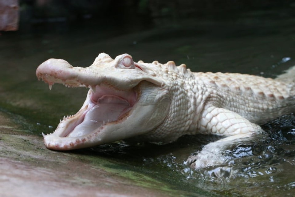 Alligator albinos à Biotropica.