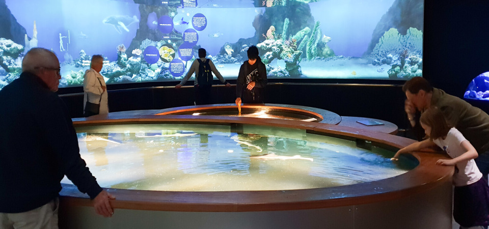 Bassin tactile à la Cité de la Mer à Cherbourg, où les visiteurs interagissent avec la faune marine.