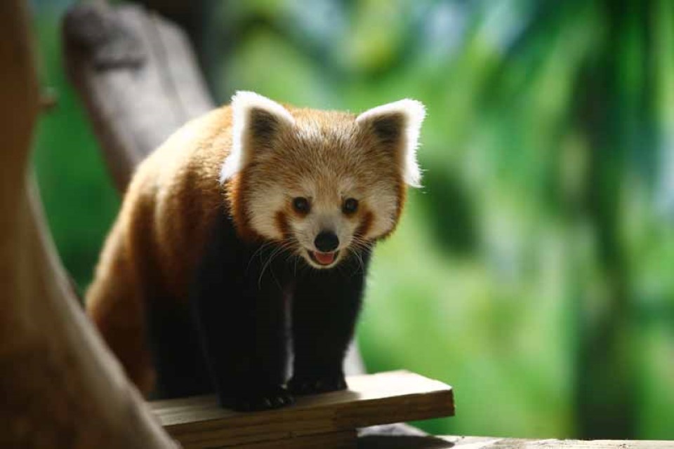 Panda roux au zoo de Champrépus.