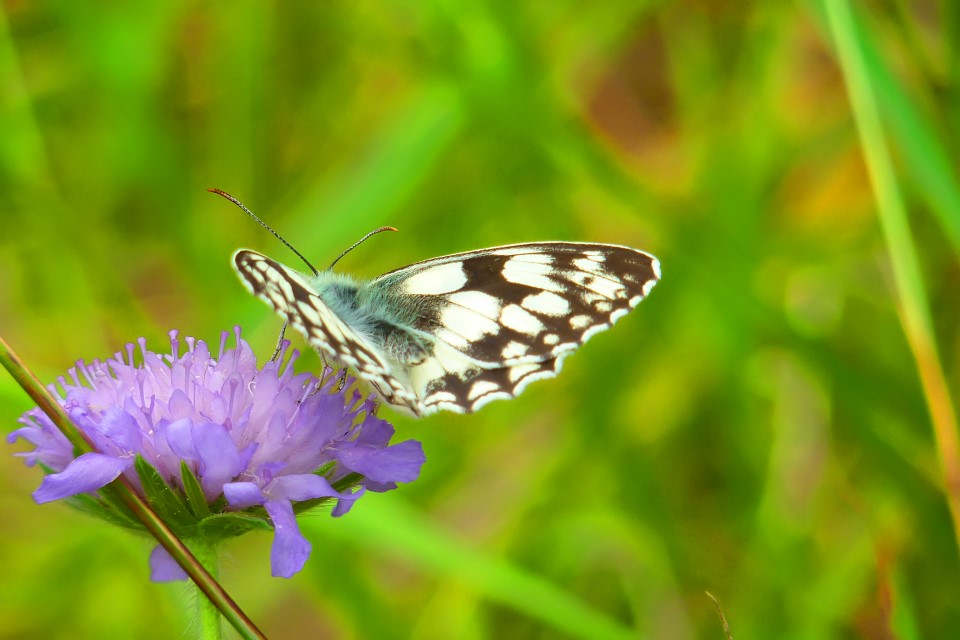 Papillon sur une fleur en Normandie.