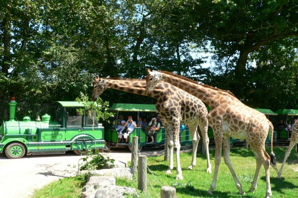 Safari train au Cerza, un parc animalier normand.