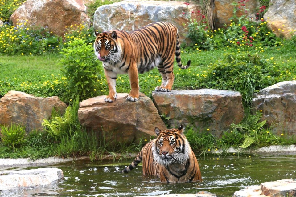 Tigres en pleine nature au zoo de Champrépus.