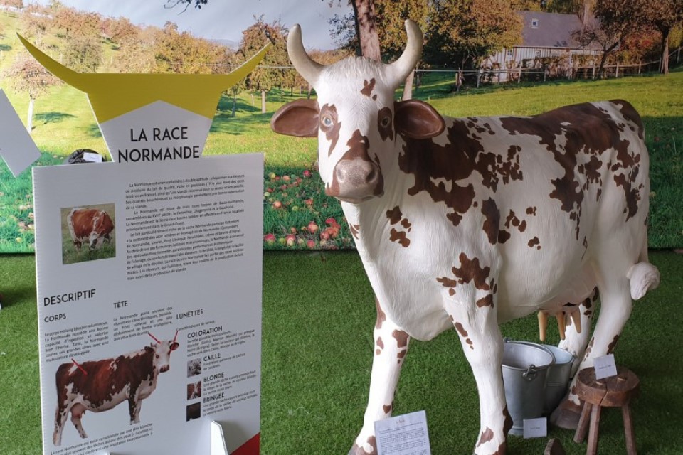 Statue de vache normande au musée du Camembert à Vimoutiers.